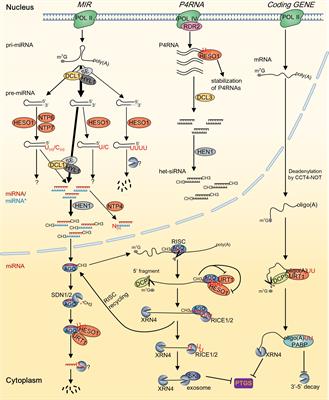 Functions and mechanisms of RNA tailing by nucleotidyl transferase proteins in plants